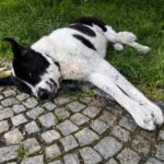 Ferrero – fotografie 34