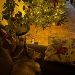 Ťopík – fotografie 28