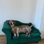 Ťopík – fotografie 29