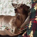 Ťopík – fotografie 30