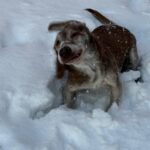 Ťopík – fotografie 31