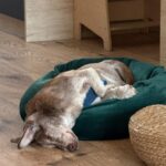 Ťopík – fotografie 32