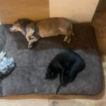 Ťopík – fotografie 33