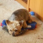 Felix – fotografie 25