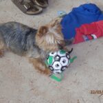 Felix – fotografie 26