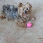 Felix – fotografie 28