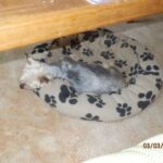 Felix – fotografie 29