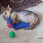 Felix – fotografie 30