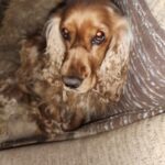 Akřík – fotografie 20