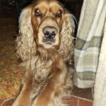 Akřík – fotografie 21