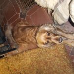 Akřík – fotografie 22