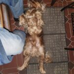 Akřík – fotografie 23