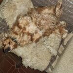 Akřík – fotografie 24