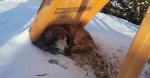 Nalezený pes – Nová Cerekev