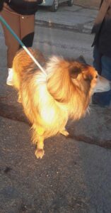 Nalezený pes – Pelhřimov, ul. Táborská