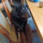 Marokánek – fotografie 15