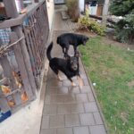 Marokánek – fotografie 16