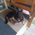 Marokánek – fotografie 17