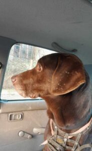 Odchycený pes – Košetice