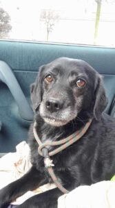 Nalezená fena – Pelhřimov, Houserovka