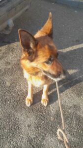 Odchycená fena – Pelhřimov u Kauflandu