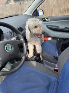 Odchycená fena – Rozkoš