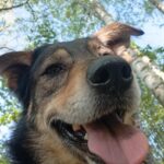 Toro – fotografie 4