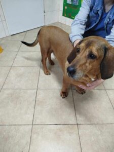 Odchycený pes – Pelhřimov, Hrnčířská ul.