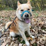 Ir – fotografie 18