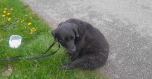 Nalezená fena – Křepiny