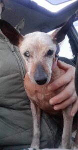 Odchycená fena – Stojčín