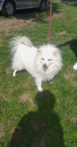 Odchycený pes – Mrákotín