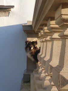 Odchycený pes – Třešť