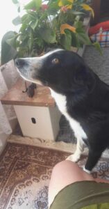 Odchycená fena – Pelhřimov, Požárnická ul.