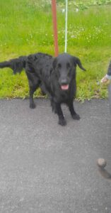 Odchycený pes – Starý Pelhřimov