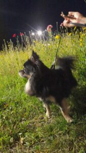 Nalezený pes – Pelhřimov u Lidlu