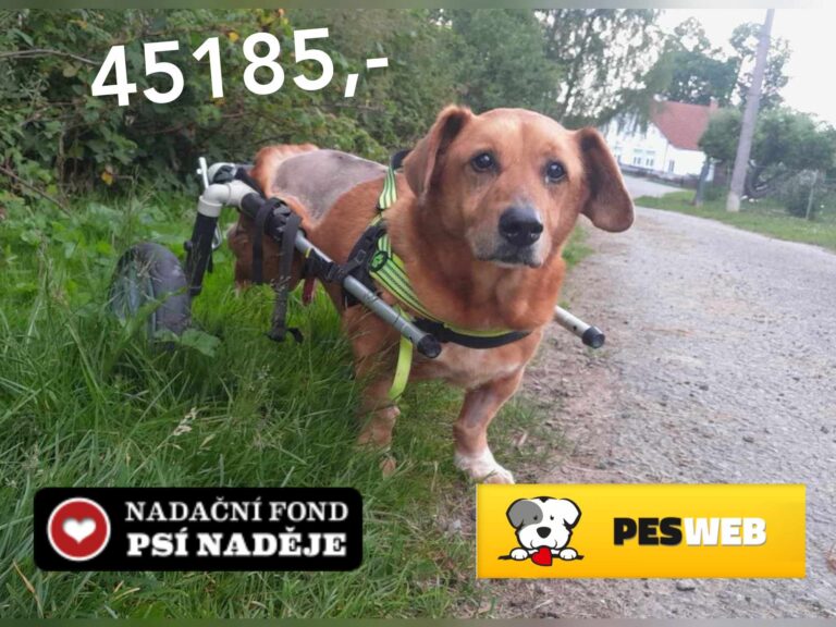 Poděkování – NF Psí Naděje