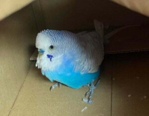 Odchycená andulka – Pelhřimov, ul. Vnitřní