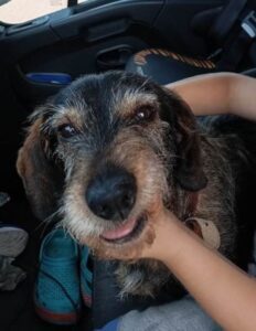 Odchycený pes – poblíž Kojčic