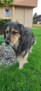 Odchycená fenka – Pelhřimov, ul. Lidická