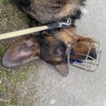 Lobo – fotografie 8