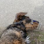 Lobo – fotografie 9