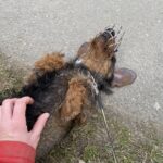 Lobo – fotografie 10