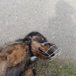 Lobo – fotografie 11