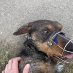 Lobo – fotografie 13
