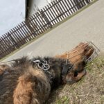 Lobo – fotografie 14