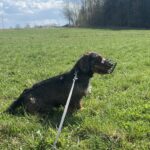 Lobo – fotografie 6