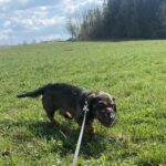 Lobo – fotografie 4