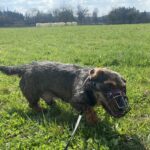 Lobo – fotografie 3