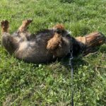 Lobo – fotografie 7